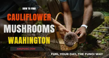 Discovering Cauliflower Mushrooms in Washington: A Forager's Ultimate Guide