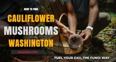 Discovering Cauliflower Mushrooms in Washington: A Forager's Guide