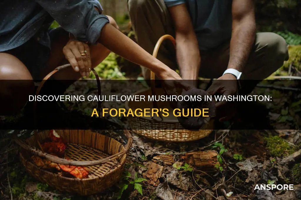 how to find cauliflower mushrooms washington