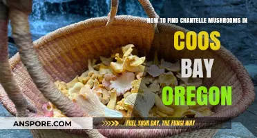 Discovering Chantelle Mushrooms in Coos Bay, Oregon: A Foraging Guide
