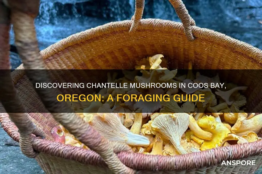 how to find chantelle mushrooms in coos bay oregon