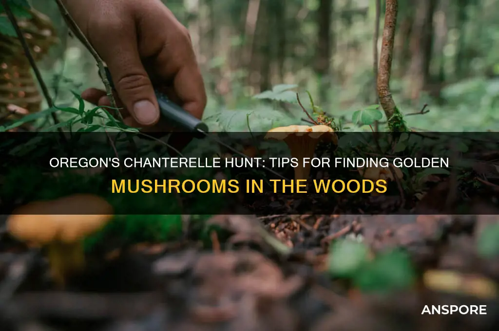 how to find chanterelle mushrooms in oregon
