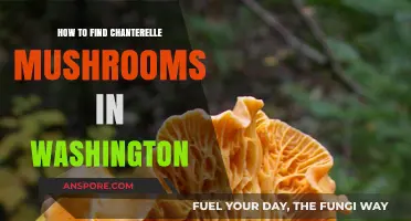 Discovering Chanterelle Mushrooms in Washington: Expert Tips and Tricks