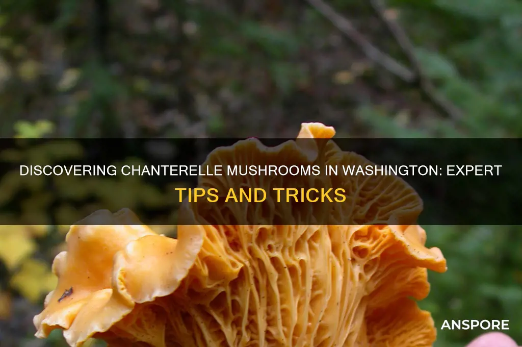 how to find chanterelle mushrooms in washington