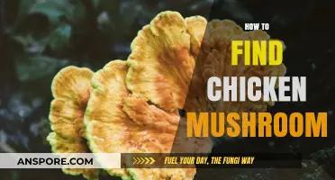Discovering Chicken Mushrooms: A Beginner's Guide to Foraging Success