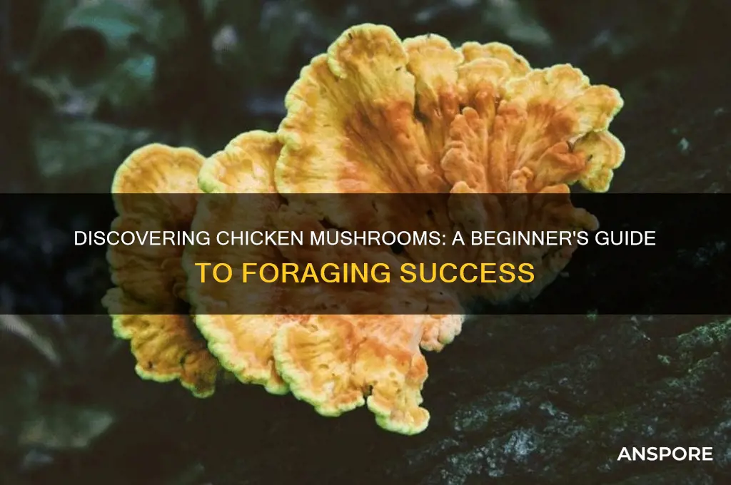 how to find chicken mushrooms