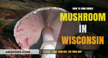 Wisconsin's Wild Mushroom Guide: Safely Identifying Edible Varieties