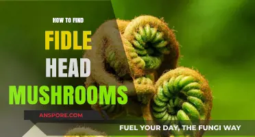 Discovering Fiddlehead Mushrooms: A Beginner's Guide to Foraging Success