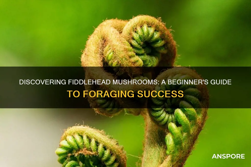 how to find fidle head mushrooms