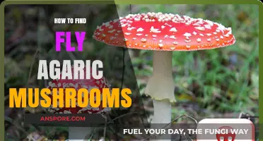 Discovering Fly Agaric Mushrooms: A Guide to Locating Amanita Muscaria