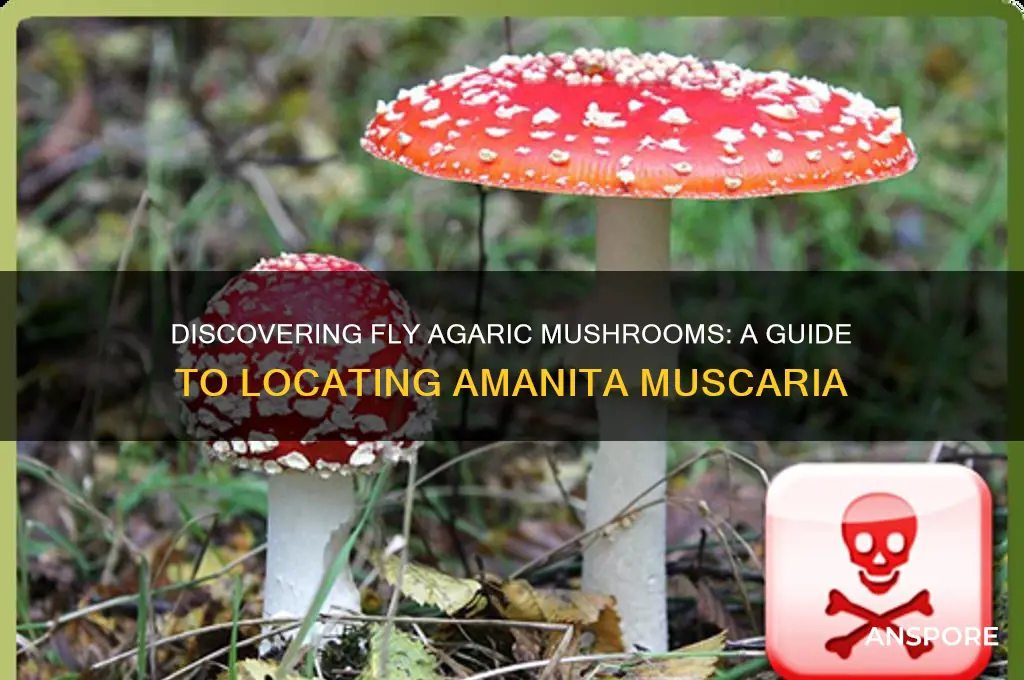 how to find fly agaric mushrooms