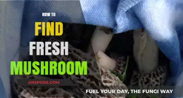 Discovering Fresh Mushrooms: A Beginner's Guide to Foraging Safely