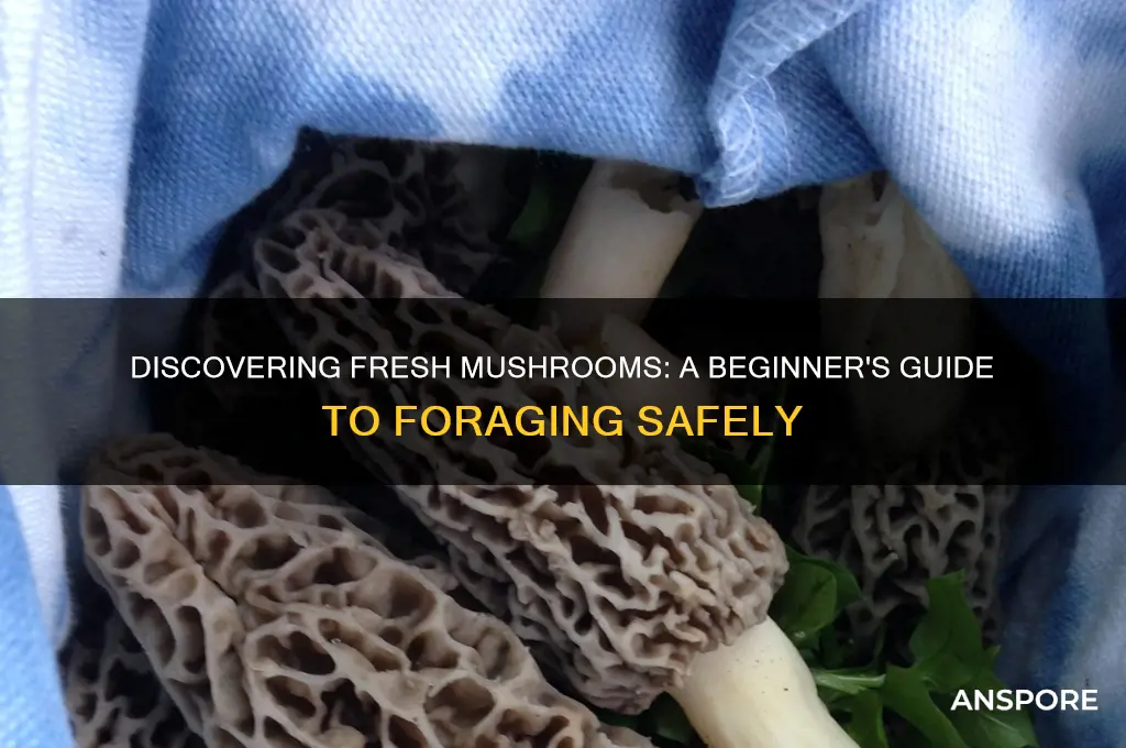 how to find fresh mushroom