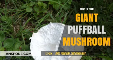 Discovering Giant Puffball Mushrooms: A Beginner's Guide to Foraging Success