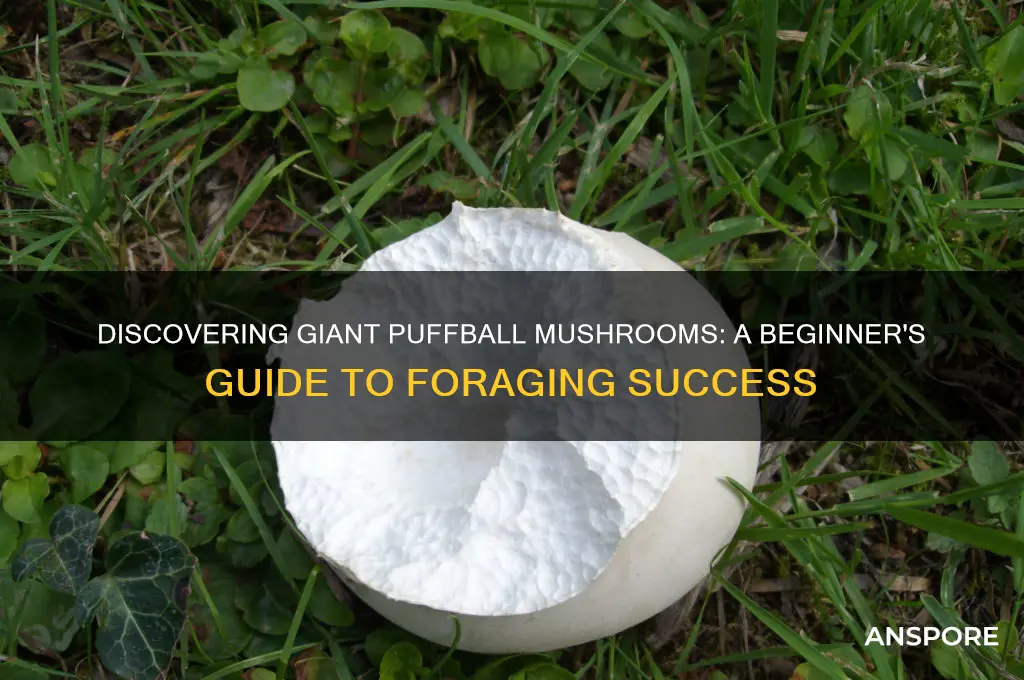 how to find giant puffball mushrooms