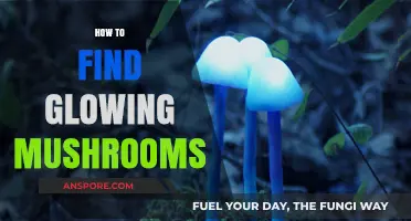 Discovering Bioluminescent Mushrooms: A Guide to Finding Glowing Fungi