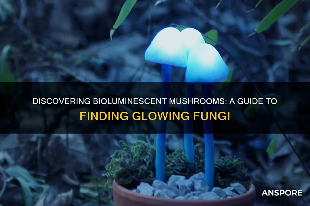how to find glowing mushrooms