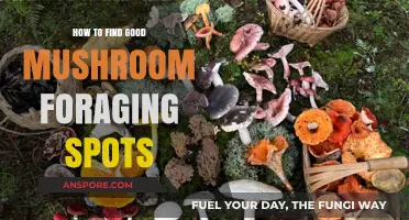 Discovering Prime Mushroom Foraging Locations: Tips for a Bountiful Harvest