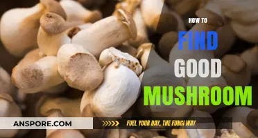 Discovering Delicious Mushrooms: A Guide to Finding Quality Varieties