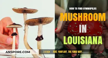 Finding Gymnopilus Mushrooms in Louisiana: A Forager's Guide