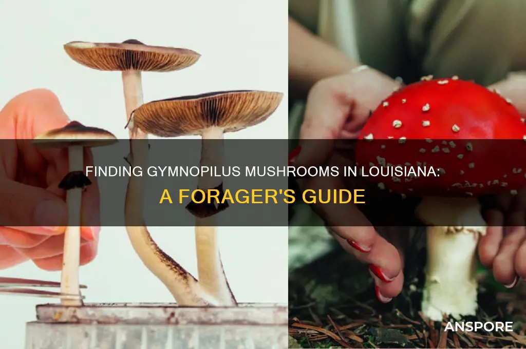 how to find gymnopilus mushrooms in louisiana