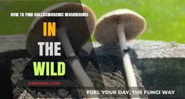 Exploring Nature's Secrets: A Guide to Spotting Wild Hallucinogenic Mushrooms