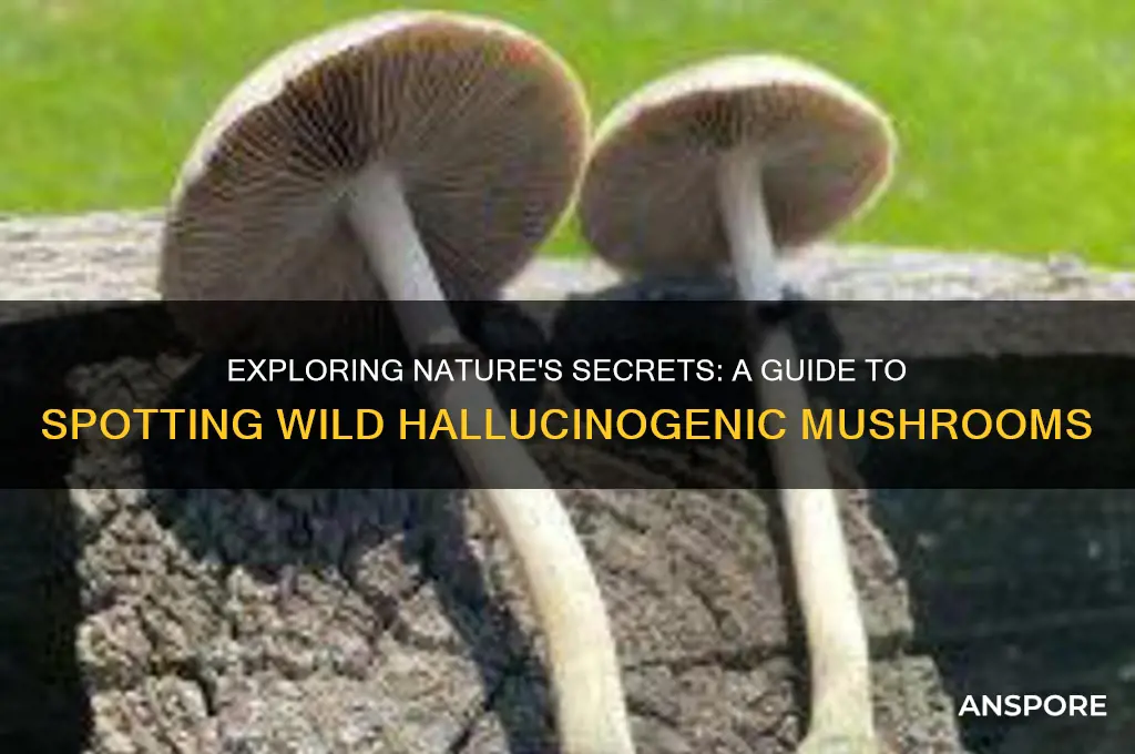 how to find hallucinogenic mushrooms in the wild