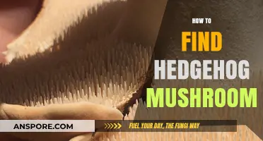 Discovering Hedgehog Mushrooms: A Beginner's Guide to Foraging Success