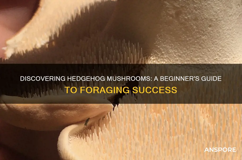 how to find hedgehog mushrooms