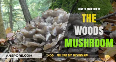 Discovering Hen of the Woods: A Guide to Finding These Elusive Mushrooms