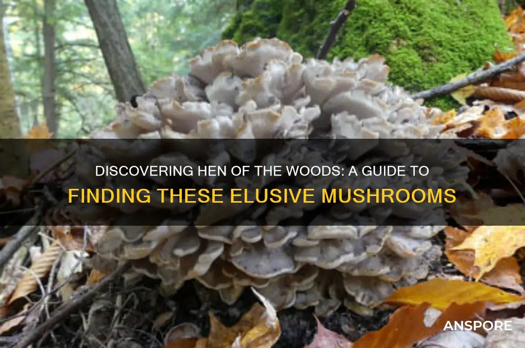 how to find hen of the woods mushrooms