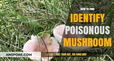 Spotting Deadly Fungi: A Guide to Identifying Poisonous Mushrooms Safely