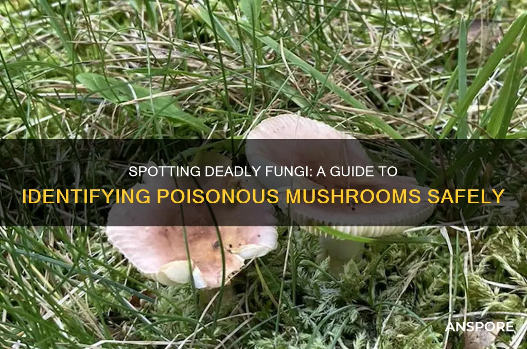 how to find identify poisonous mushrooms