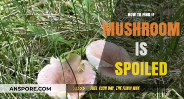 Identifying Spoiled Mushrooms: A Quick Guide to Freshness and Safety