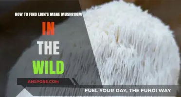 Spotting Lion's Mane Mushrooms: Wild Foraging Tips and Techniques
