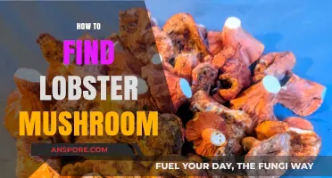 Discovering Lobster Mushrooms: A Forager's Guide to Finding This Unique Fungus
