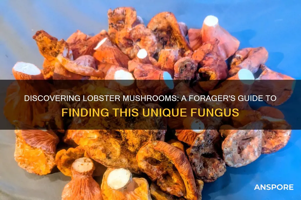 how to find lobster mushroom