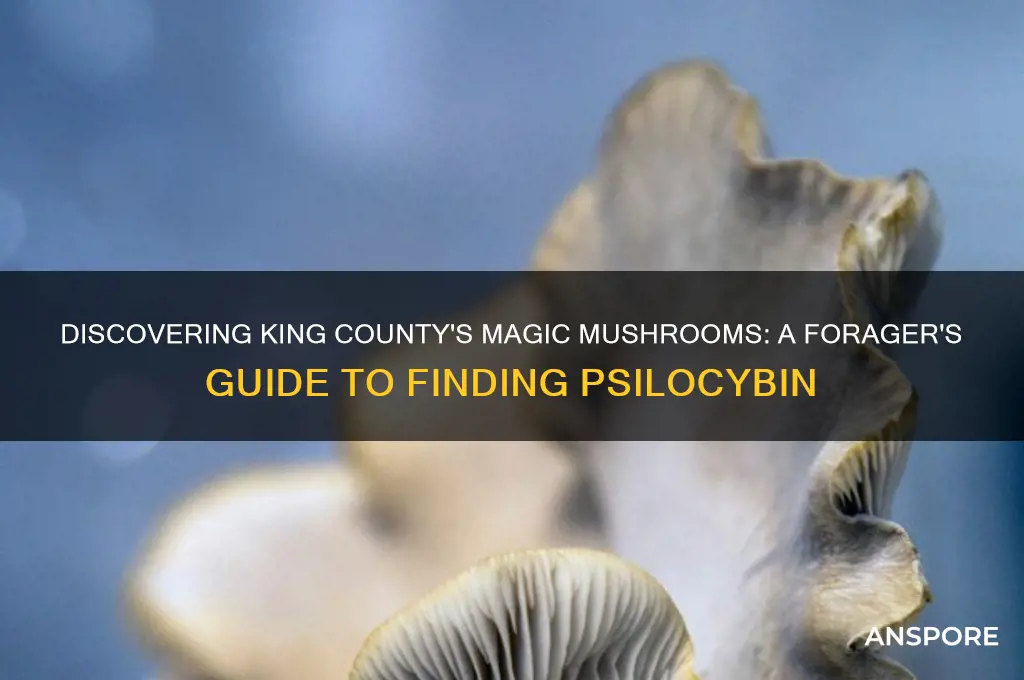 how to find magic mushroom king county