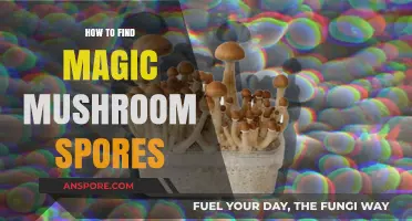 Discovering Magic Mushroom Spores: A Beginner's Guide to Finding Them