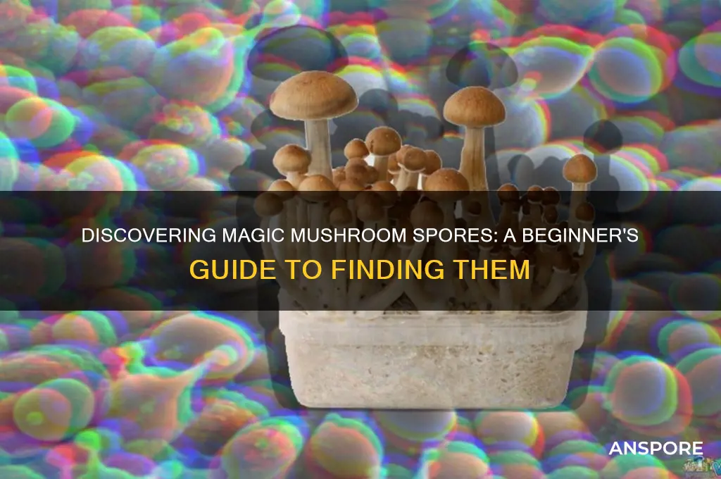 how to find magic mushroom spores