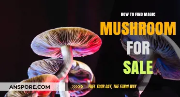 Discovering Legal Magic Mushrooms: A Guide to Safe Purchases