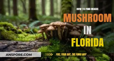 Discovering Florida's Psychedelic Treasures: A Guide to Finding Magic Mushrooms