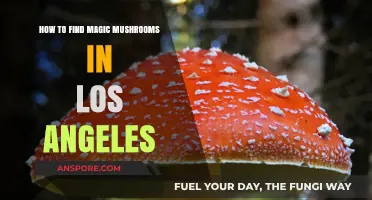 Discovering LA's Hidden Treasures: A Guide to Finding Magic Mushrooms