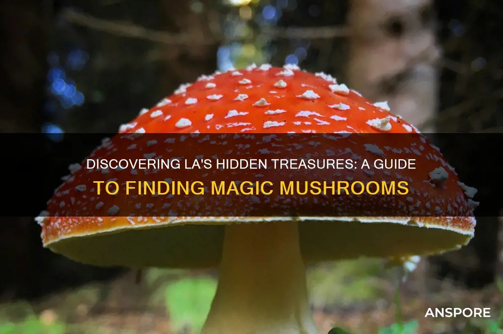 how to find magic mushrooms in los angeles