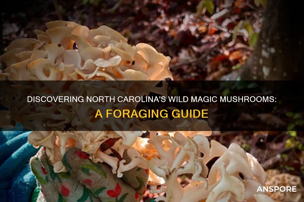 how to find magic mushrooms in north carolina