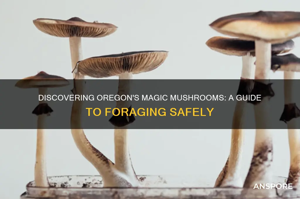 how to find magic mushrooms in oregon