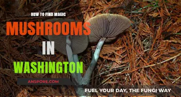 Discovering Washington's Wild Magic Mushrooms: A Foraging Guide