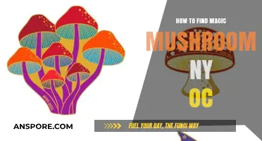 Discovering Magic Mushrooms in NY & OC: A Beginner's Guide