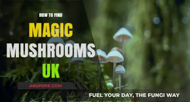 Discovering UK's Magic Mushrooms: A Comprehensive Foraging Guide