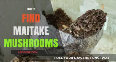 Discovering Maitake Mushrooms: Expert Tips for Finding These Forest Treasures